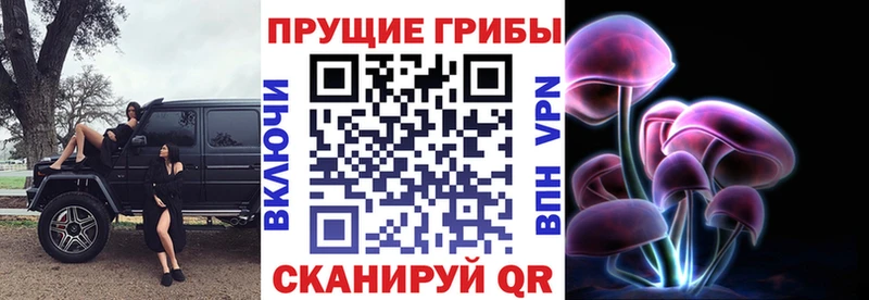 Псилоцибиновые грибы Psilocybe omg ссылки Алатырь продажа наркотиков